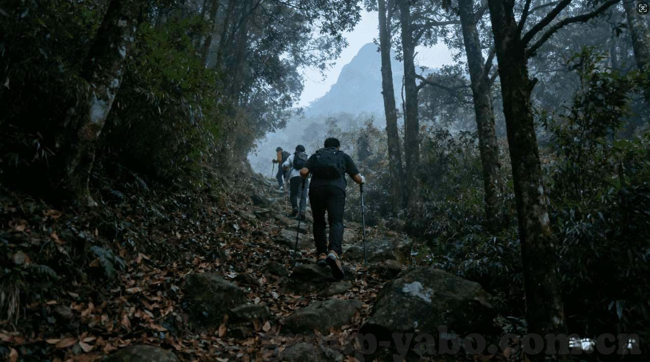 雨燕体育app下载-如何下载雨燕体育App，便捷享受体育赛事